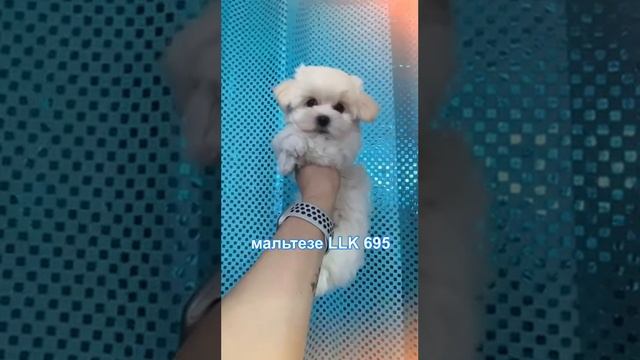 Мальтезе мальчик микро LLK 695 продаётся в Москве,тел: +79257722113, сайт aelit.org смотреть онлайн