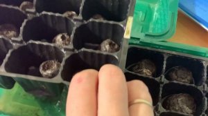 ?КАК ПОСЕЯТЬ В ТОРФЯНУЮ ТАБЛЕТКУ? ЭУСТОМА, БЕГОНИЯ ?