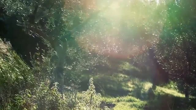 Ясные знамения - ФИНИКИ И ОЛИВКИ смотреть онлайн