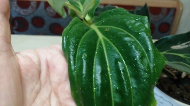 Мединилла, 10 месяцев спустя. ?? смотреть онлайн