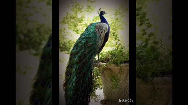 Почему Всевышний Аллах прогнал павлин и змею из рая