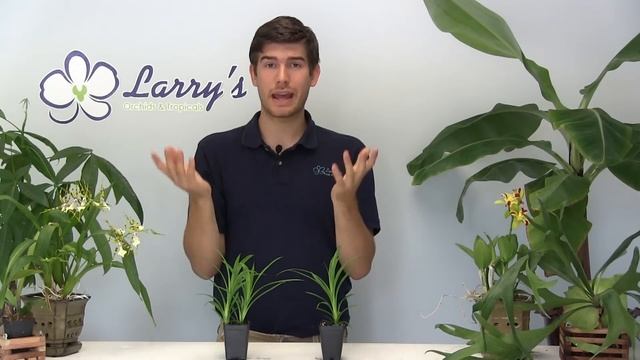 How to Grow Your Own Pandan - Easy! смотреть онлайн