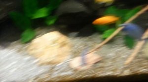 Голубой пиндани (псевдотрофеус Соколова) в общем аквариуме в период полового созревания.