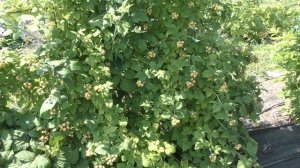 Малина Кумберленд жовтий (Голден кларк). Огляд врожаю