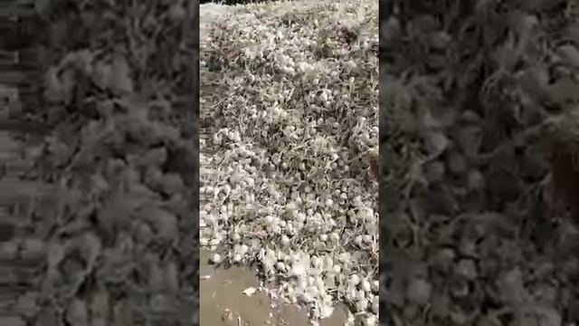 Стардаст смотреть онлайн