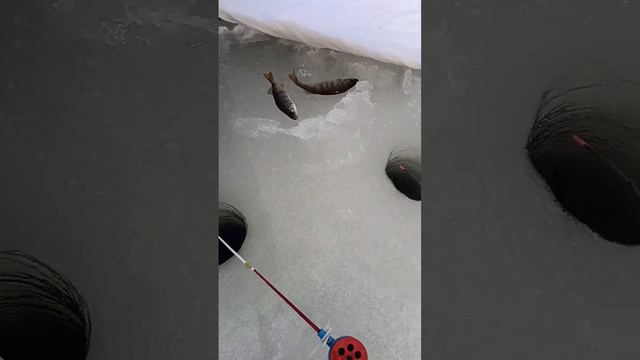 Вредная Рыба. смотреть онлайн