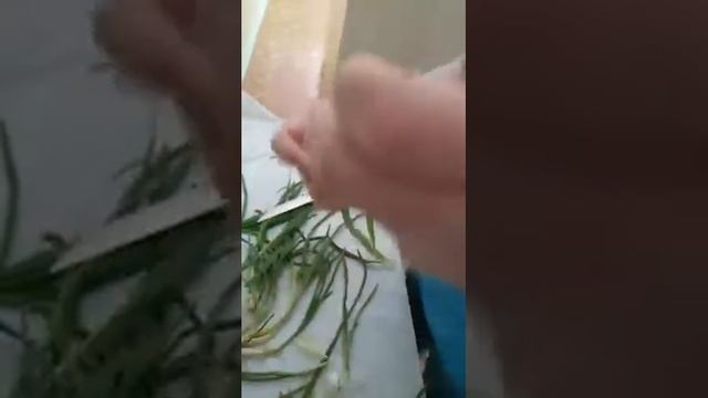 ПАРАЗИТЫ!!!!!! Шок! смотреть онлайн