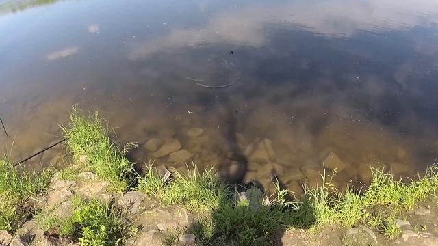 Июньская рыбалка на Десне. Лещ, синец и белоглазка). Хороший отдых у реки). смотреть онлайн