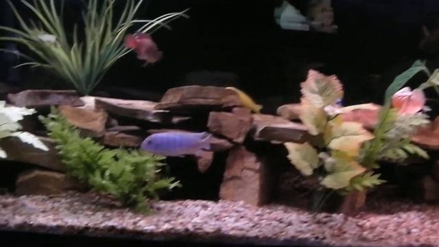 My 55 Gallon African Cichlid Tank смотреть онлайн