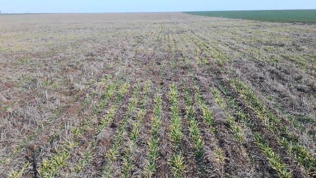 Подкормка озимого ячменя No-till карбамидом смотреть онлайн