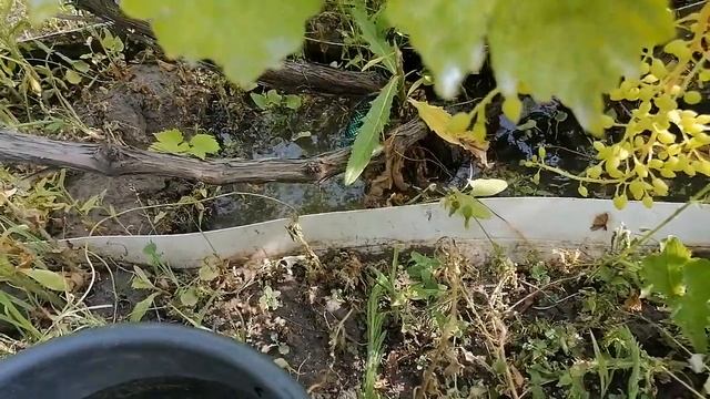 Био-удобрение для винограда. смотреть онлайн