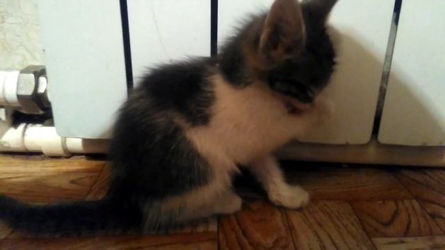 Котенок моется смотреть онлайн