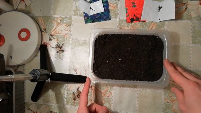 Сальвия. ПОСЕВ САЛЬВИИ на рассаду. Красивые и неприхотливые ОДНОЛЕТНИЕ ЦВЕТЫ для сада. смотреть онлайн