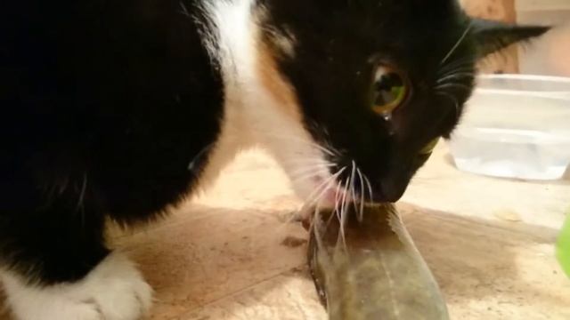 Неся ест налима и чавкает. смотреть онлайн