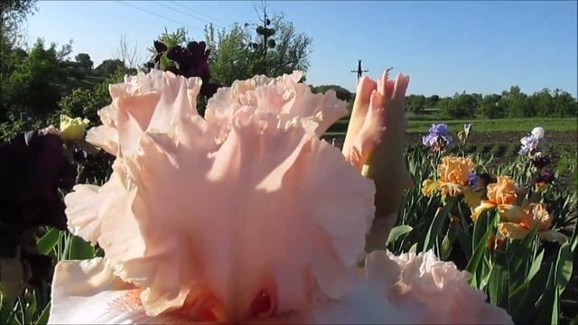 Романтик Муд Высокий бородатый ирис смотреть онлайн