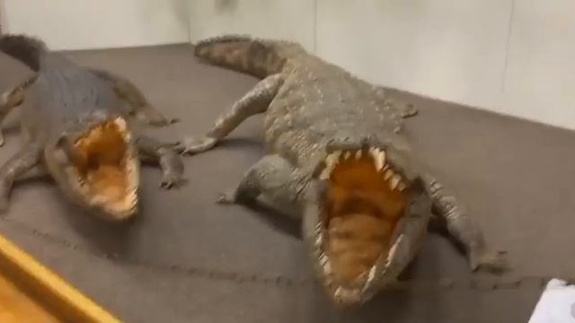 💀Чучело- мяу чело))).🙈 смотреть онлайн