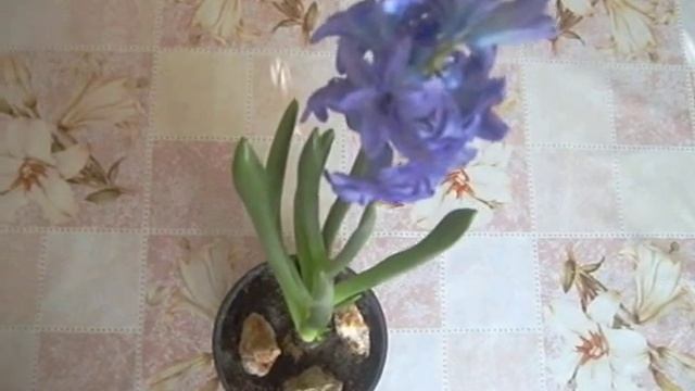 Лечение пяточной шпоры. Народные средства Treatment of heel spur. Peoples remedy. смотреть онлайн