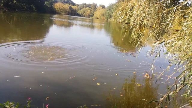 Ловля КАРПА на БОКОВОЙ КИВОК на горох смотреть онлайн