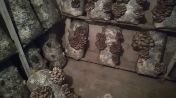 Грибы Вешенка Вы никогда не вырастите Грибов даже не пытайтесь Выращивание Вешенки без Вентиляции