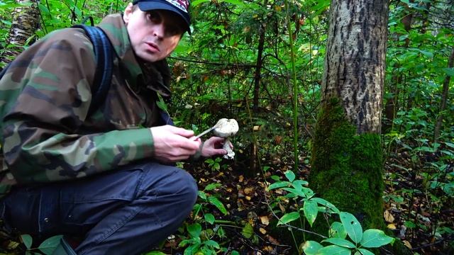 ПОДБЕРЕЗОВИКИ В ПОДМОСКОВЬЕ ПОСЛЕ ДОЖДЯ,СЕНТЯБРЬ