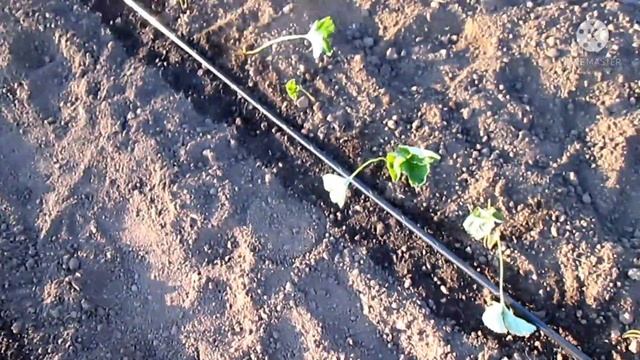 Посадка клубники Азия,Альба,Румба,Крапо-10,Фурор,Кабрилло. смотреть онлайн