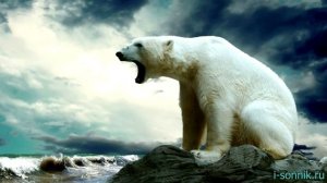 Белый медведь - толкование сонника