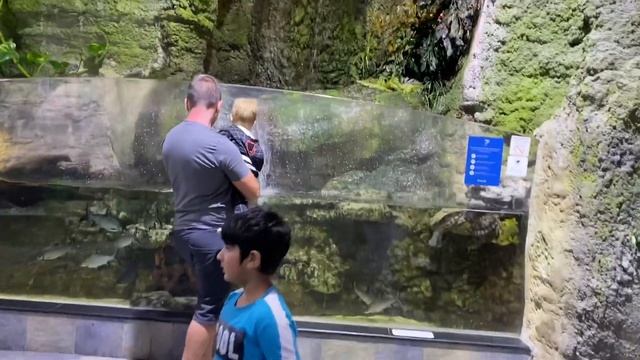 Dubai Mall Aquarium and UnderWater Zoo 2021 смотреть онлайн