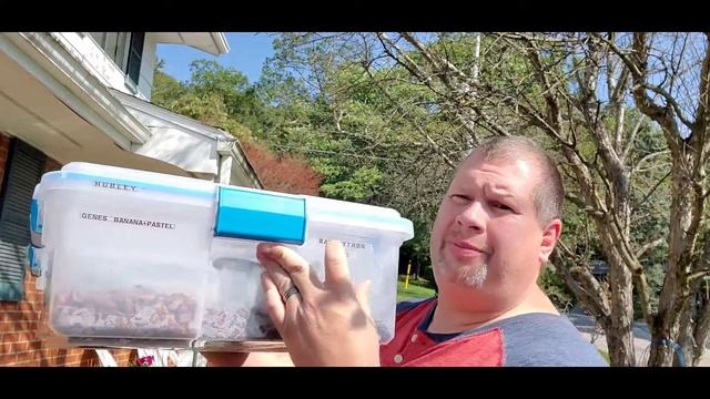 Prevent your snake from escape can your ball python escape its tote? better watch this!! смотреть онлайн