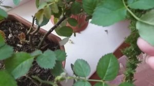 Домашние розы. Розы зимой в квартире. Паутинный клещ. Боремся с паутинным клещом.