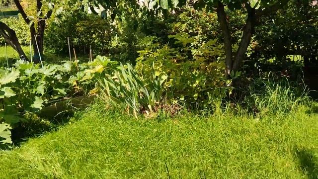 Дача 9 августа 2020, конец летнего сезона смотреть онлайн