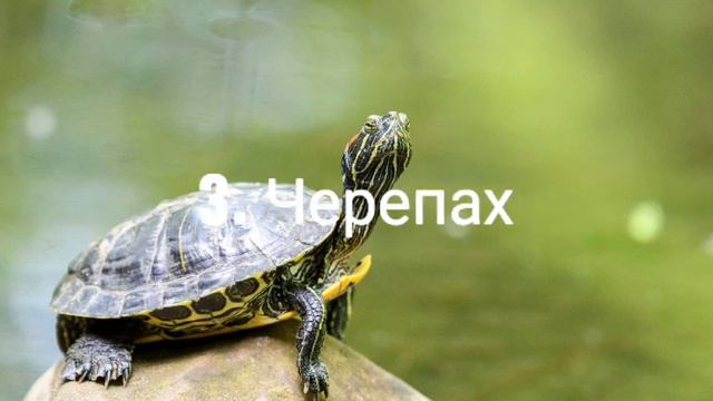 Топ5 Моих любимых Животных смотреть онлайн