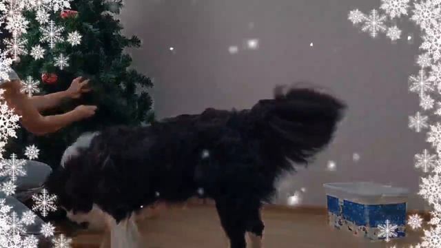 Бордер-колли Харди. Полезные навыки. смотреть онлайн