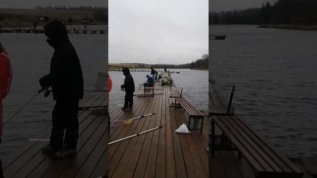 Рыбалка на форель. Ловля форели на спиннинг. Платная рыбалка в Подмосковье / рыбалка Савельево. смотреть онлайн