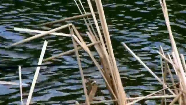 Рыбалка на озере Горькое-Перешеечное.Село Ново-Егорьевское. смотреть онлайн