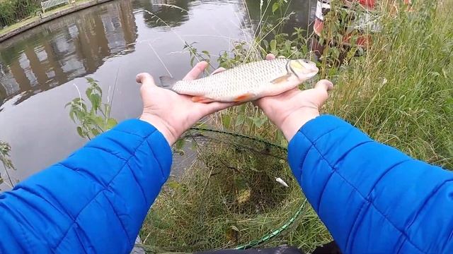 Small popper crushes the chubs at Grand Union Canal UK / Ultralight fishing with micro lure. смотреть онлайн