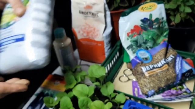 ПИКИРОВКА ПЕРЦА В СТАКАНЫ смотреть онлайн