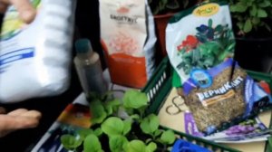 ПИКИРОВКА ПЕРЦА В СТАКАНЫ