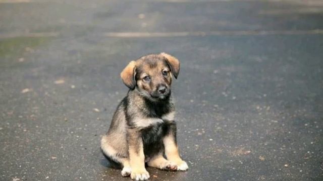 Анна Штро "Щенок" смотреть онлайн