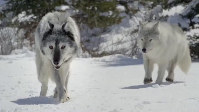 ВОЛКОСОБ: СИЛА ВОЛКА, ПРЕДАННОСТЬ СОБАКИ?