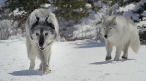 ВОЛКОСОБ: СИЛА ВОЛКА, ПРЕДАННОСТЬ СОБАКИ?