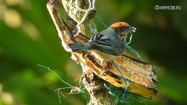 5 самых важных качеств знака Козерог смотреть онлайн
