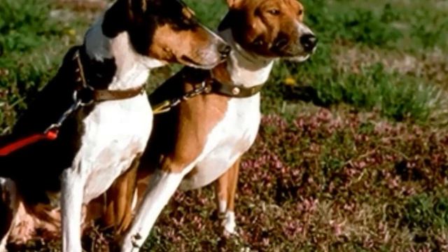 O pouco conhecido Basenji. O uivador africano. смотреть онлайн