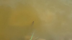 Кормим карпов в пруду: пшеница, кукуруза или овес? Часть 1