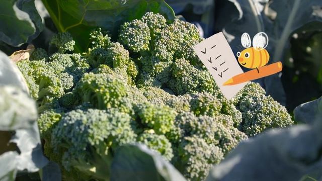 How We Make FrutoNanny Puree From Broccoli