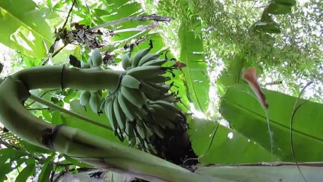 Банан банан прорастания из ствола печальной смотреть онлайн