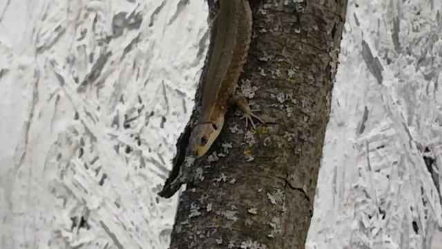 Кто у нас на даче живёт??? ☺️ смотреть онлайн