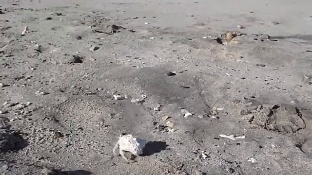 Ходяча ракушка на пляжі в Абу Дабаб. Червоне море. Єгипет смотреть онлайн