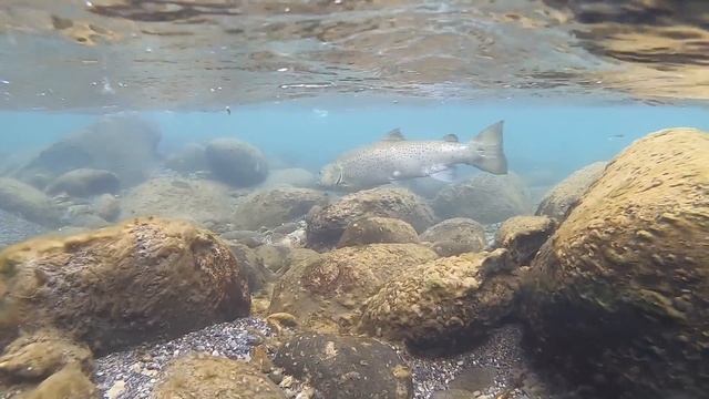 SIGHT FISHING to BIG Brown Trout in Clear Water! смотреть онлайн