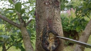 Как лечить повреждение на стволе плодовых деревьев. Результат после двух лет.
