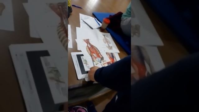 Подвздошная мышца и разгибатели позвоночника смотреть онлайн